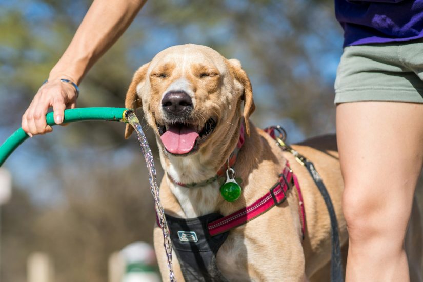 Happy Labrador retriever drinking water from a hose on a sunny day, showcasing joy and playfulness.