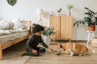Child feeding a Corgi water in a cozy bedroom with plants and natural decor.